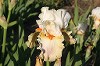Iris Q - T