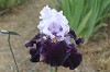 Iris H - L