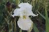 Porcelain Frills