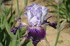 Iris U - Z