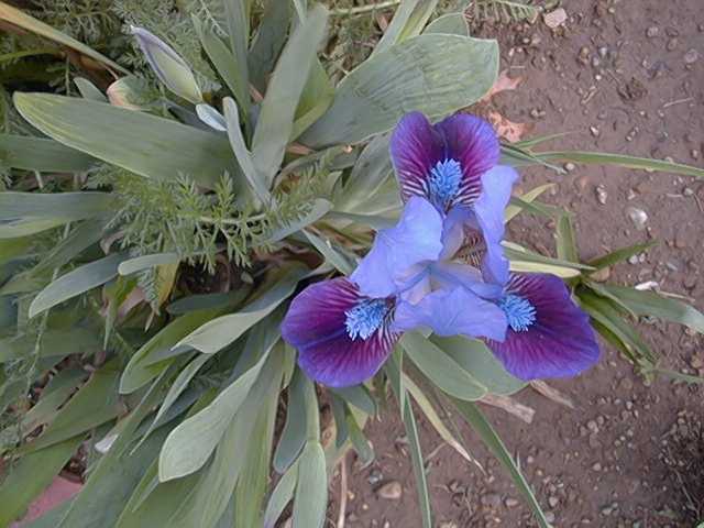 JPEG image