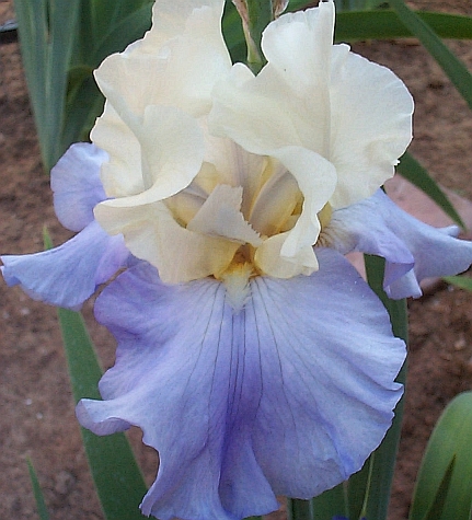 JPEG image