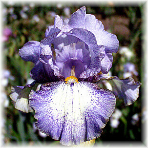 JPEG image