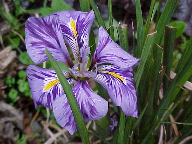 JPEG image