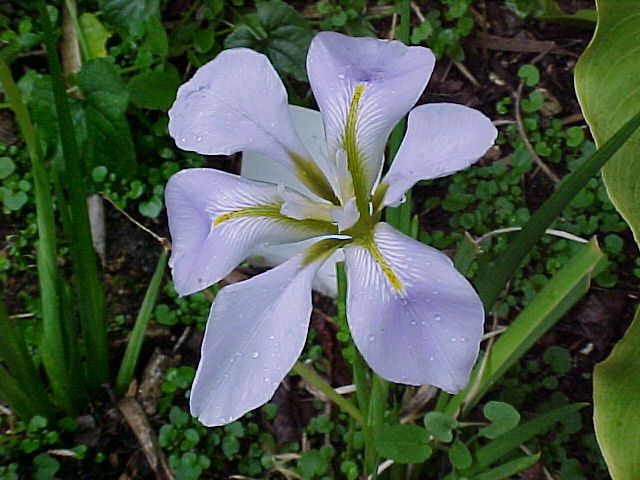 JPEG image