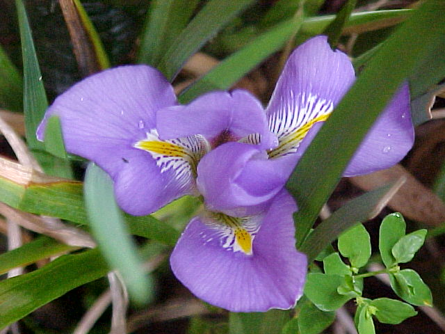 JPEG image