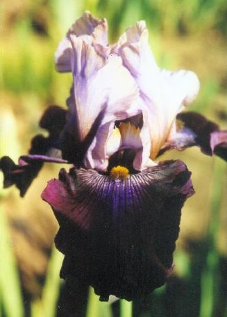 JPEG image