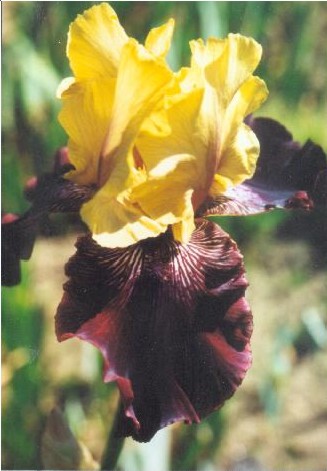 JPEG image