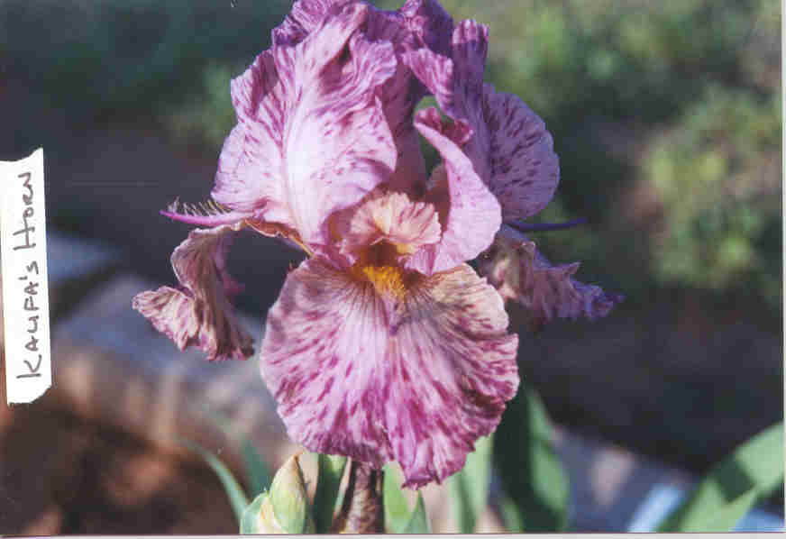 JPEG image