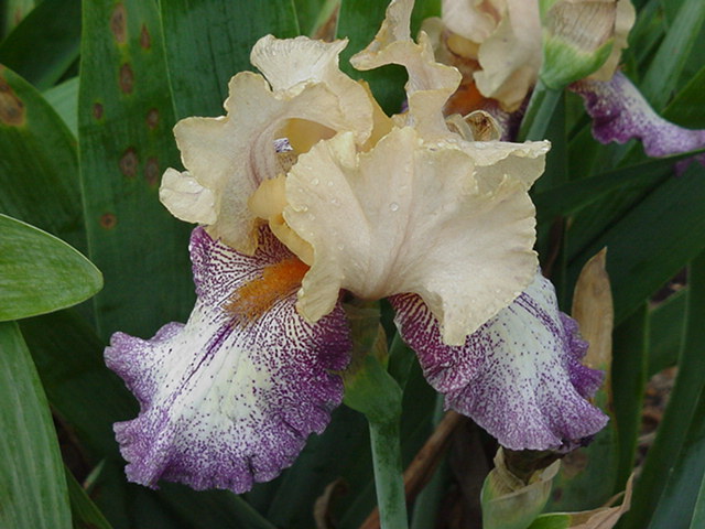 JPEG image