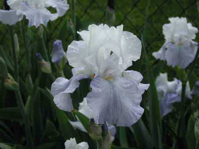JPEG image
