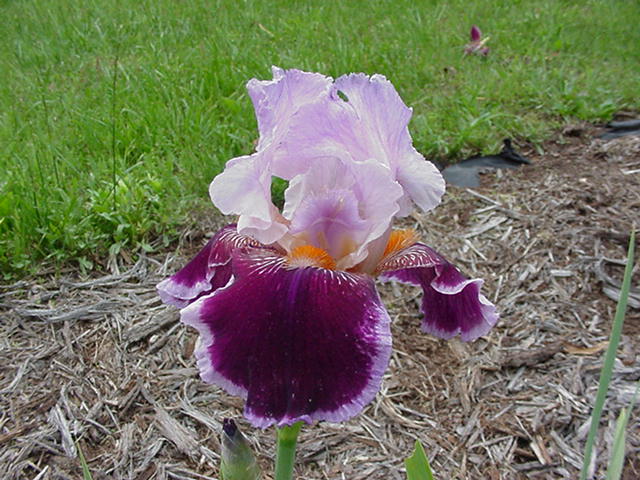 JPEG image