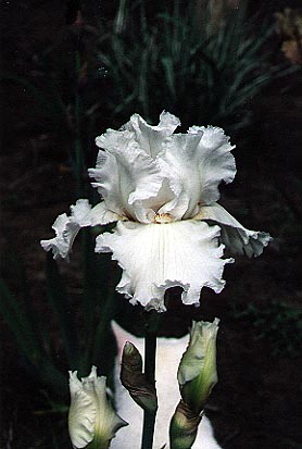 JPEG image