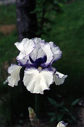 JPEG image