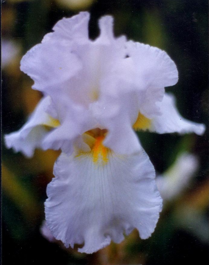 JPEG image