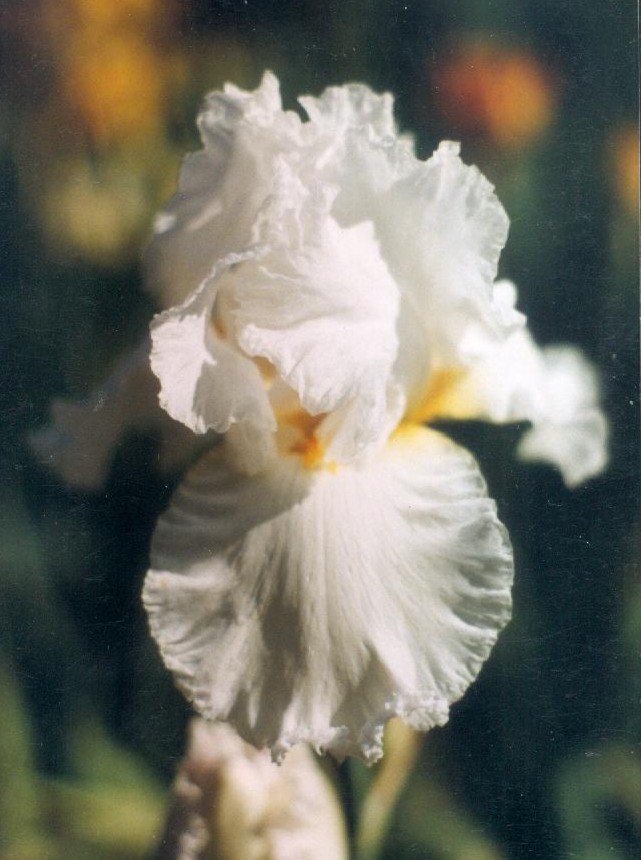 JPEG image