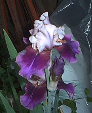 JPEG image