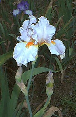 JPEG image