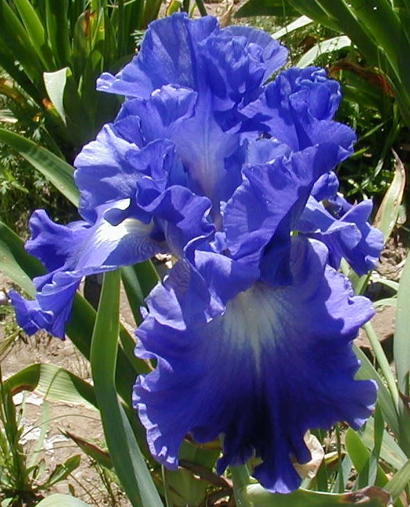 JPEG image