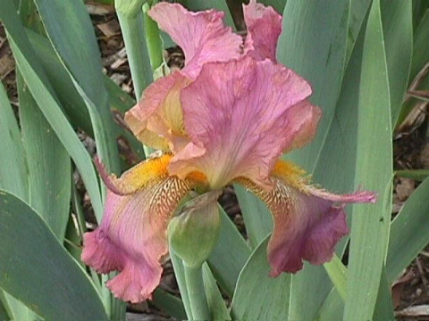 JPEG image