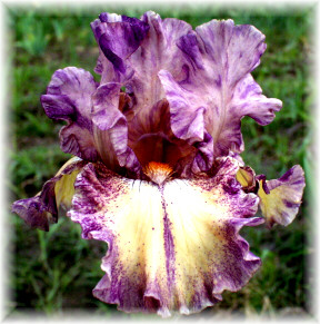 JPEG image