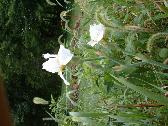 JPEG image