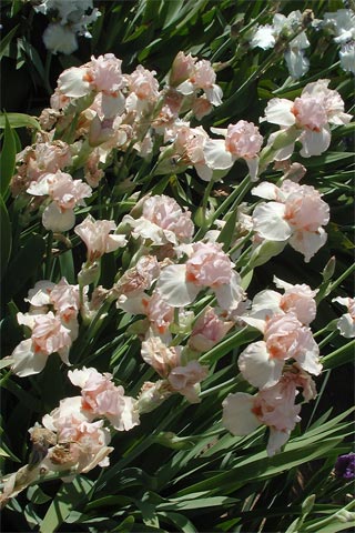 JPEG image