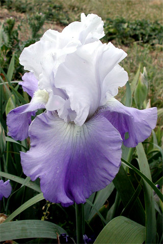 JPEG image
