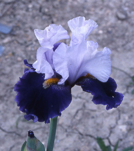 JPEG image