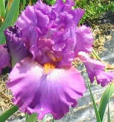 JPEG image