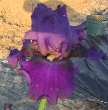 JPEG image