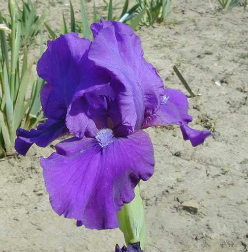 JPEG image