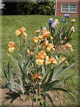 JPEG image