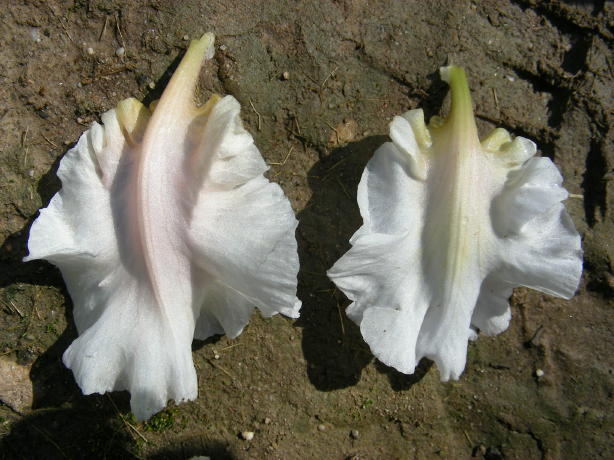 JPEG image