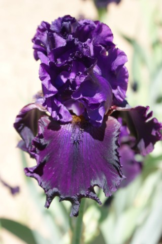 JPEG image