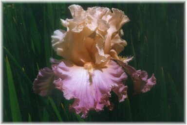 JPEG image