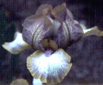 JPEG image