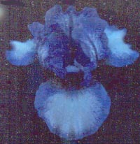 JPEG image