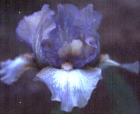 JPEG image