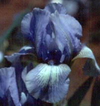JPEG image