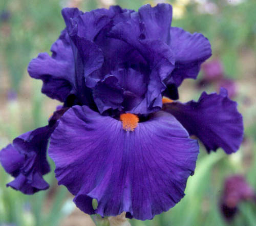 JPEG image