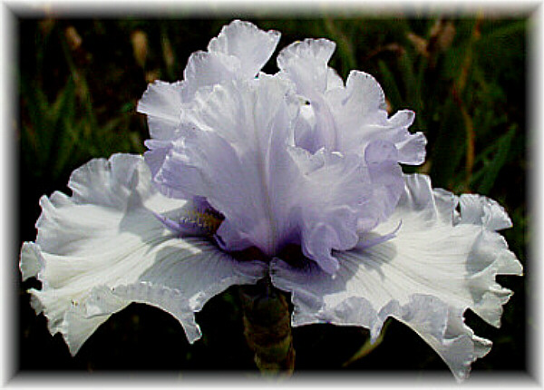 JPEG image