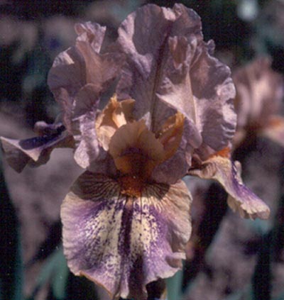 JPEG image