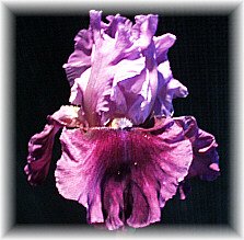 JPEG image