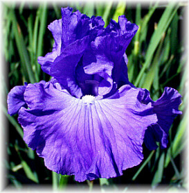 JPEG image