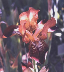 JPEG image