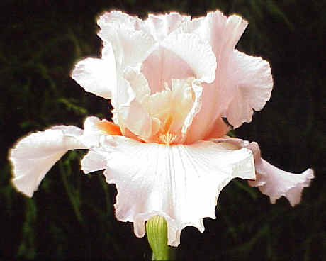 JPEG image