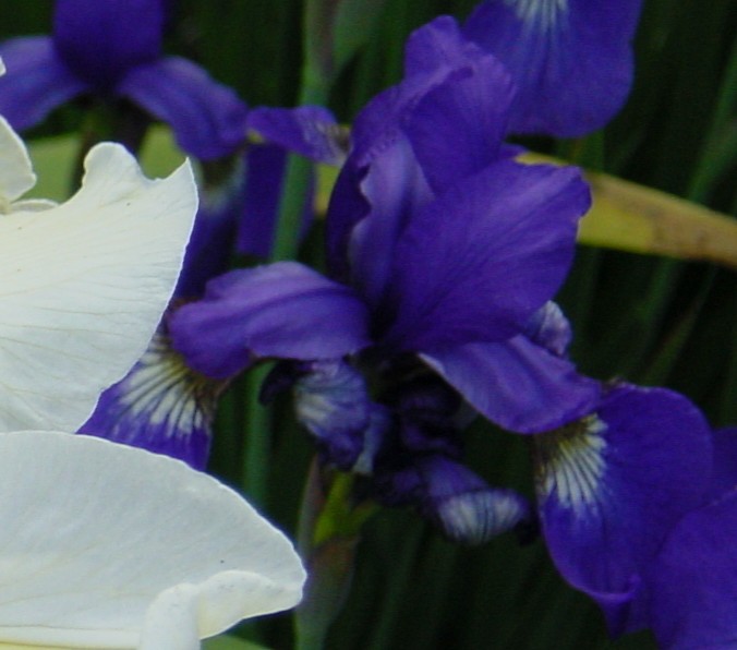 JPEG image