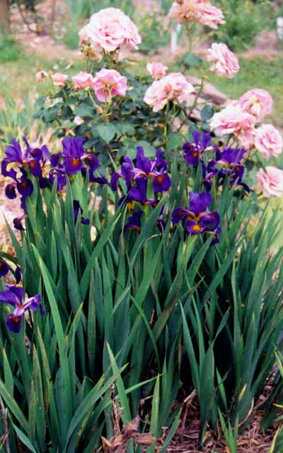 JPEG image