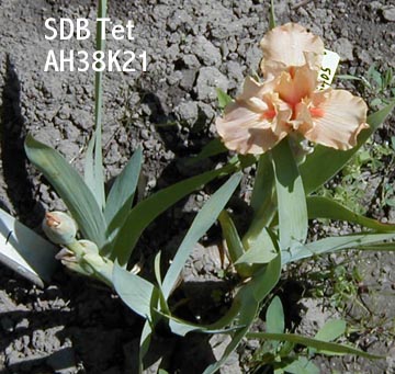 JPEG image